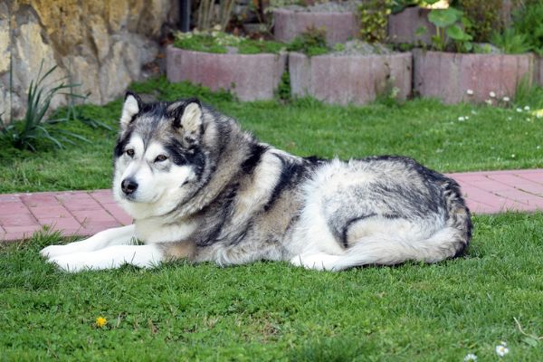 Alaskan-Malamute