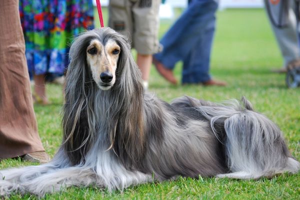 10 Most Expensive Dog Breeds