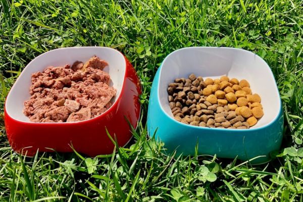 Organic Dog Food for Puppies