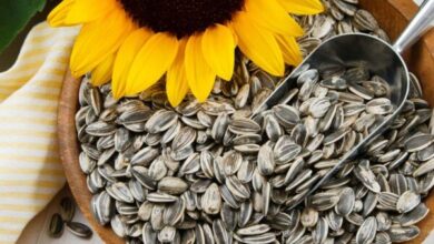 Sunflower-Seeds