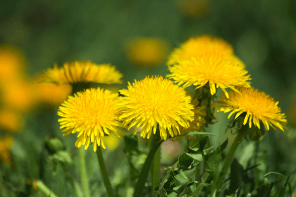 Benefits of Dandelion tea