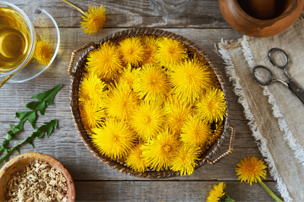 How to make dandelion tea from fresh flowers