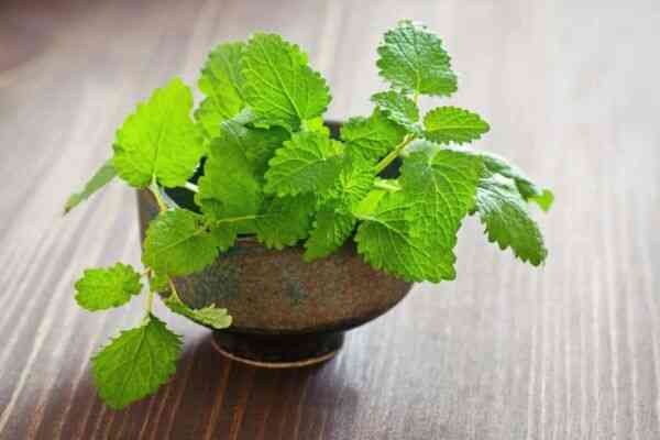 10 Lemon Balm Benefits: How to Use This Herb