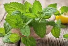 10 Lemon Balm Benefits: How to Use This Herb