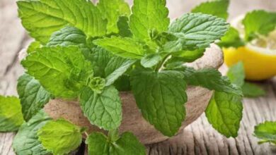 10 Lemon Balm Benefits: How to Use This Herb