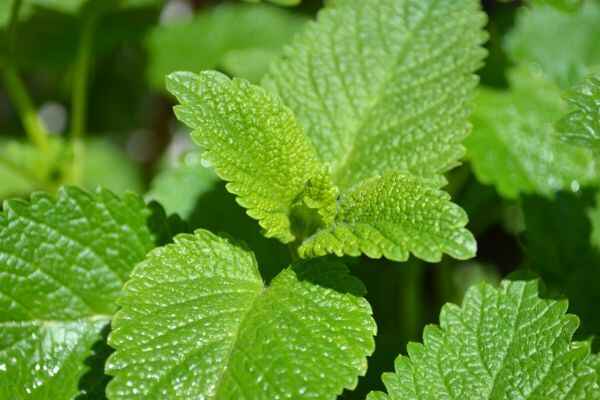 10 Lemon Balm Benefits: How to Use This Herb