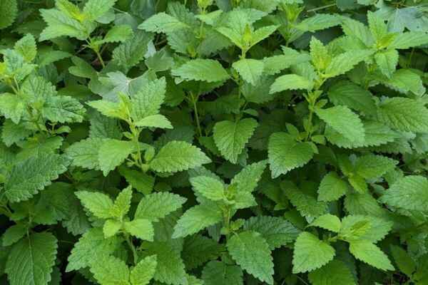 10 Lemon Balm Benefits: How to Use This Herb