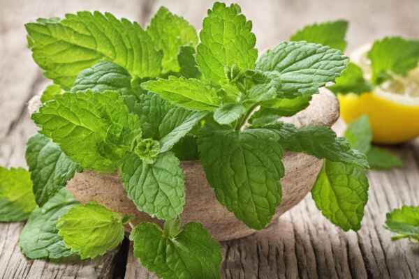 10 Lemon Balm Benefits: How to Use This Herb