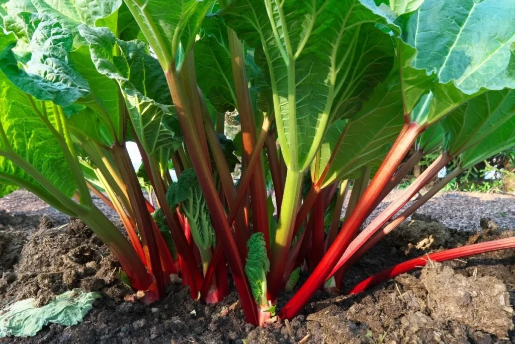 A Rhubarb plant, highlighting its large green leaves which are highly toxic to dogs