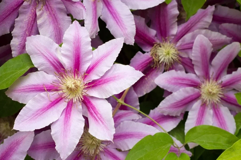 A Clematis vine, which has an acrid taste that usually prevents dogs from eating a toxic amount