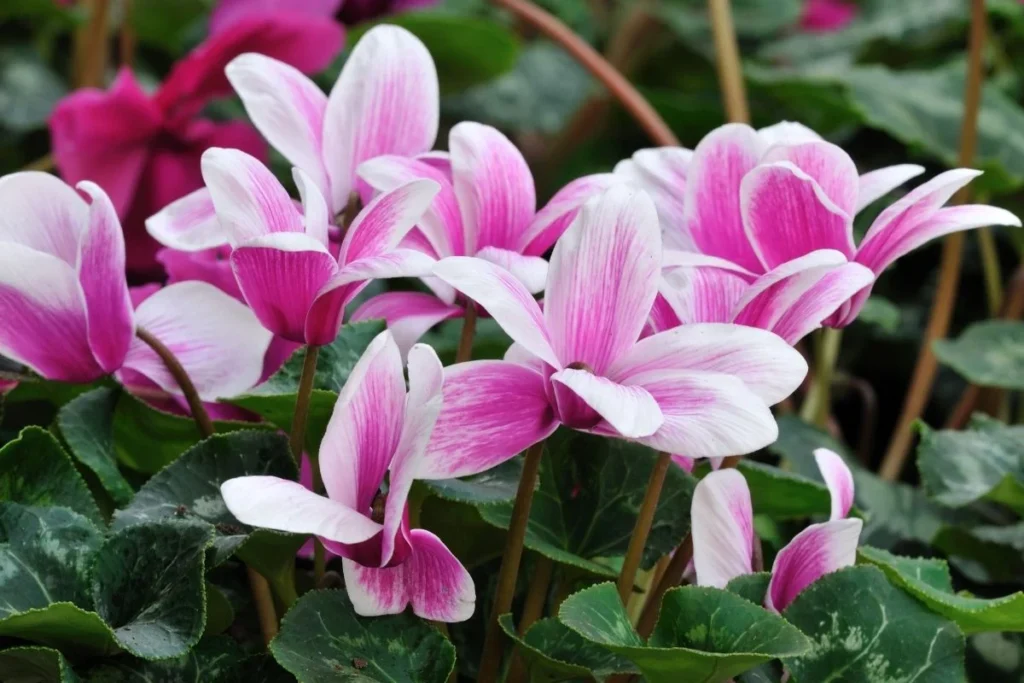: A Cyclamen plant, whose toxic tubers can be dangerous to dogs.]