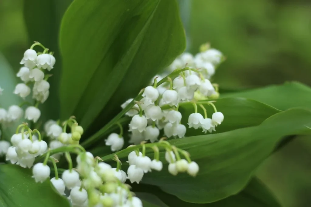 Lily of the Valley, a plant containing cardiac glycosides that is severely toxic to dogs