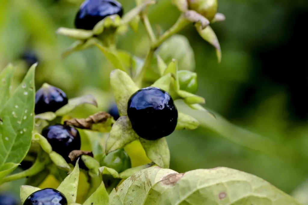 The Belladonna or Nightshade plant, a highly toxic weed whose berries can be fatal to dogs.