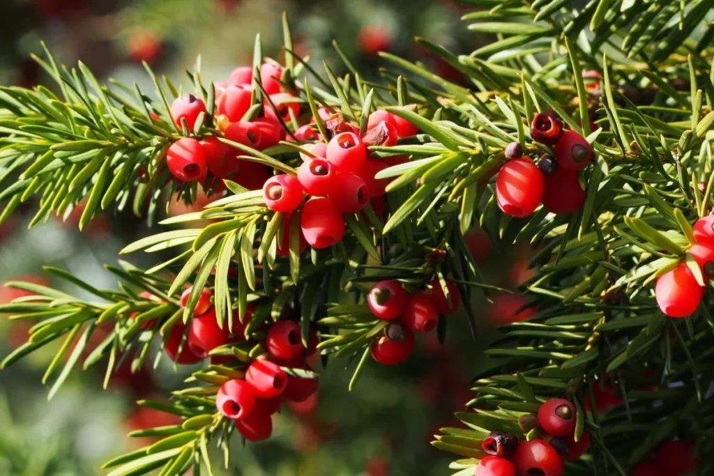The needles and seeds of the Yew plant, which are extremely toxic to a dog's heart.