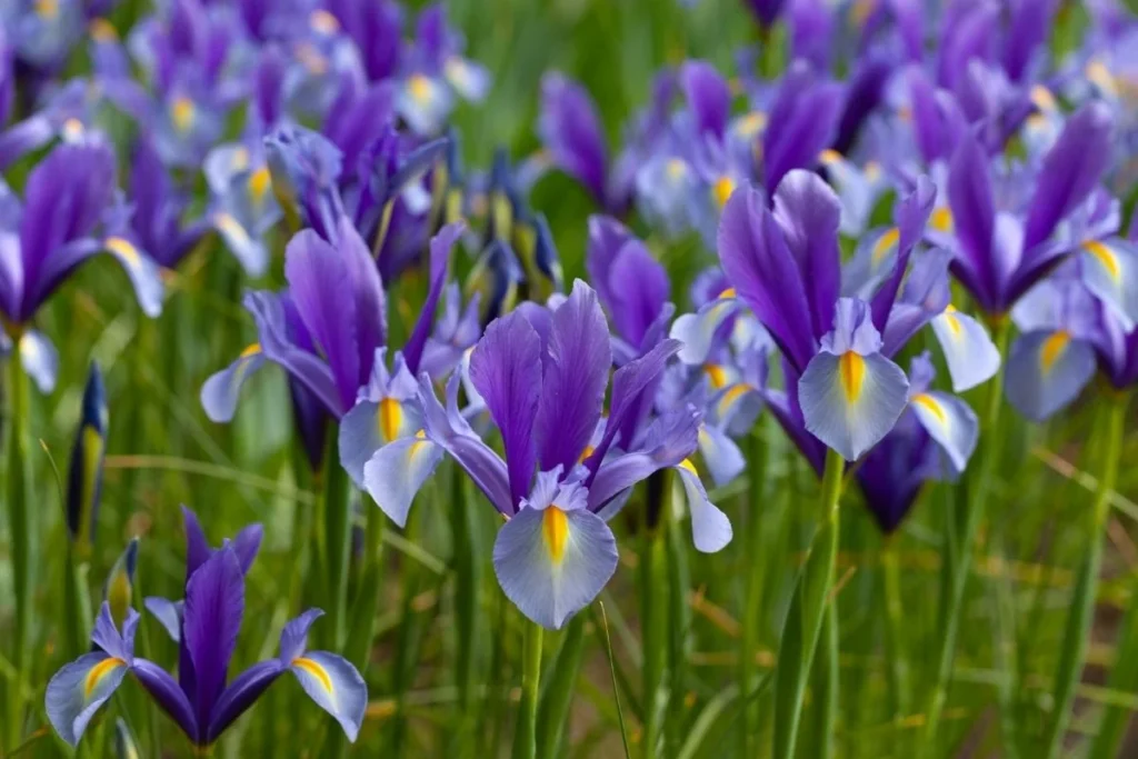 A purple Iris, a common garden flower whose underground rhizomes are toxic to dogs