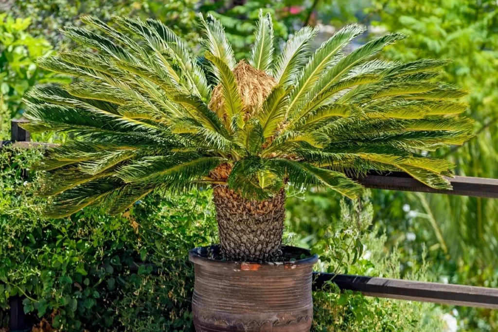 A Sago Palm, a common landscaping plant where all parts, especially the seeds, are fatally toxic to dogs