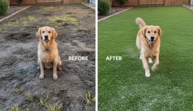A before and after comparison of a yard, transformed from a muddy patch to a durable, dog-safe ground cover with a happy dog.