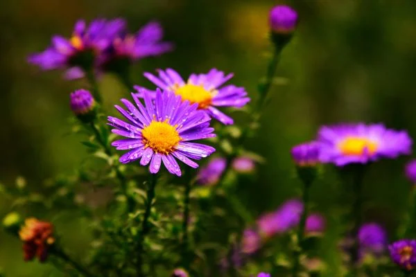 Purple Aster flowers, a beautiful perennial that provides dog-safe color in the fall.]