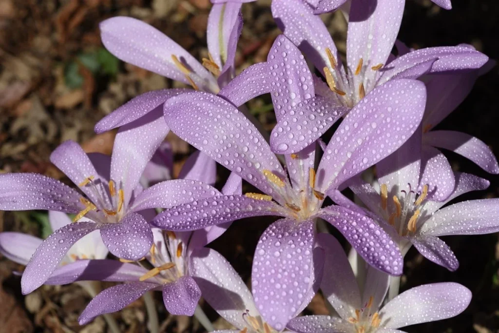 The Autumn Crocus, a highly toxic plant that is different from the spring crocus and can be fatal to dogs