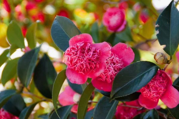 A pink Camellia, an elegant and dog-safe shrub for early spring blooms.
