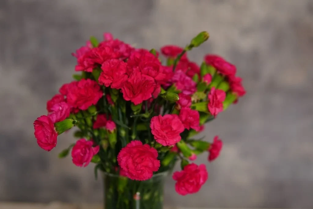 Carnations, which can cause mild stomach upset and skin irritation in dogs.]