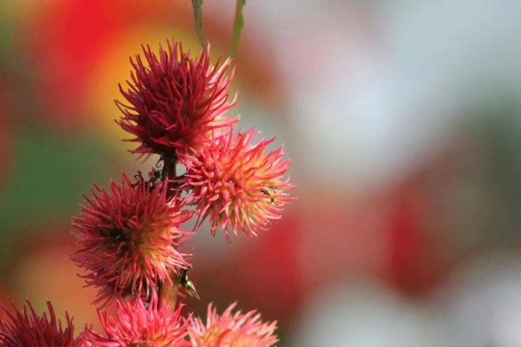 The Castor Bean plant, whose seeds contain ricin, one of the world's most potent toxins.