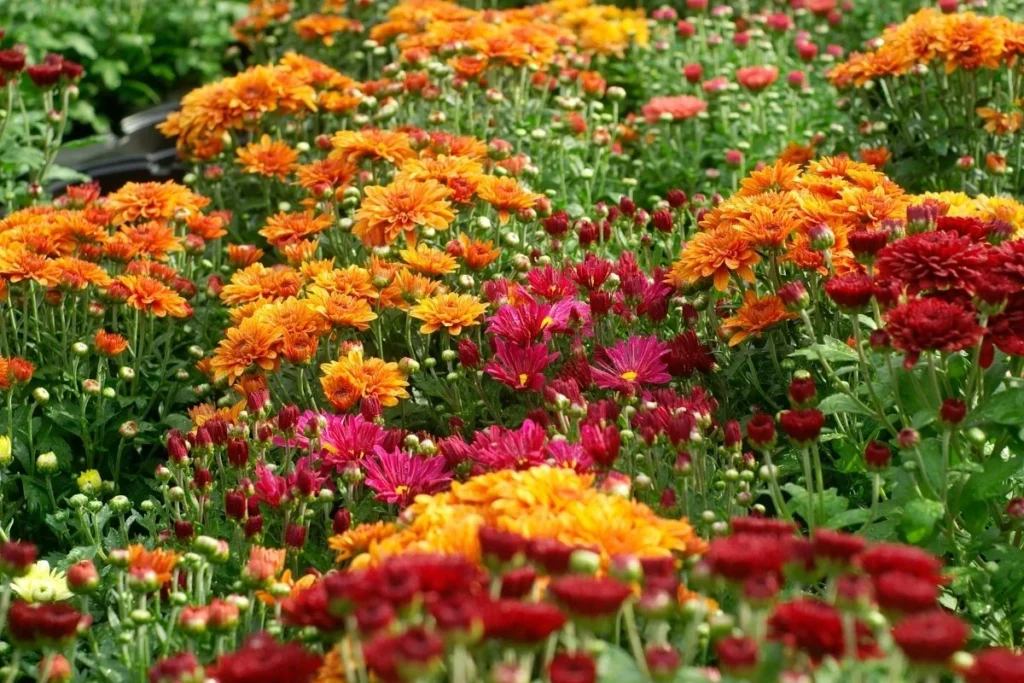 Colorful Chrysanthemum flowers, a common garden plant that is toxic to dogs.]