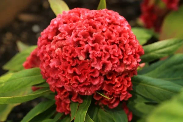 The unique, wavy flower of a Cockscomb (Celosia), a pet-safe annual