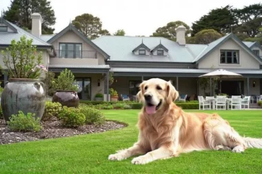 A happy Golden Retriever enjoying a dog-friendly garden layout with a lush lawn and protected, raised flower beds
