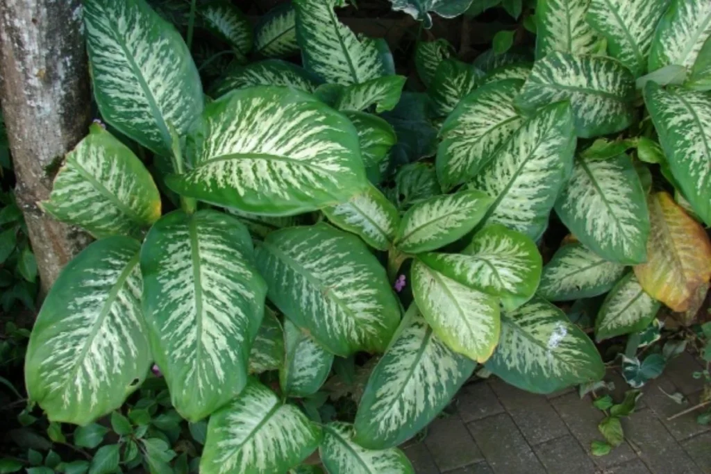 A Dieffenbachia or Dumb Cane plant, which contains calcium oxalate crystals that cause severe oral pain.