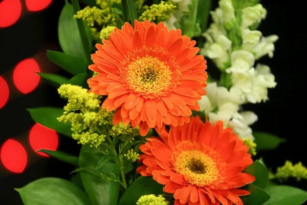 A vibrant orange Gerbera Daisy, a cheerful and popular flower that is safe for dogs.