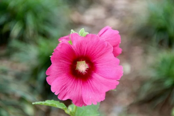 Tall, pink hollyhocks, a classic and dog-safe flower for cottage gardens.