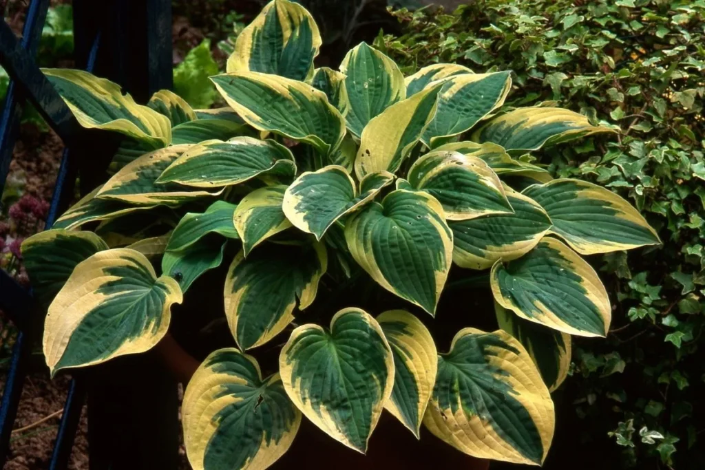 Are hostas poisonous to dogs?, A detailed close-up of the green and white variegated leaves of a Hosta plant, which contain toxic saponins.