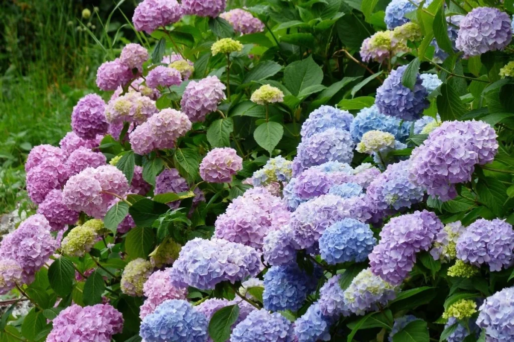 Blue Hydrangea flowers, which contain cyanogenic glycosides and are poisonous to dogs if ingested.