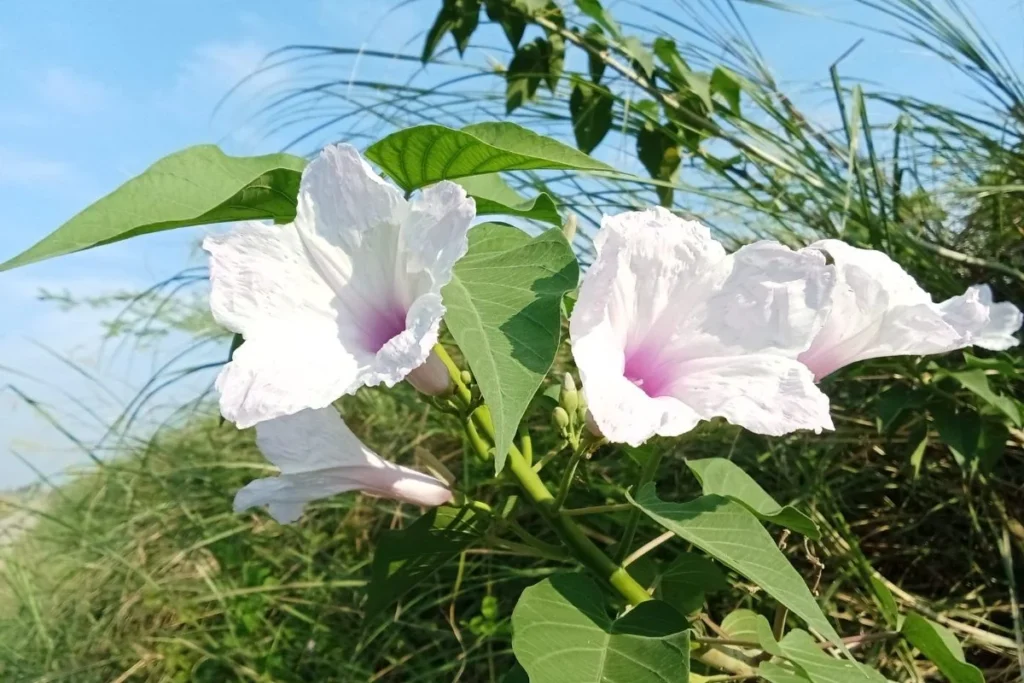 Morning Glory flowers, whose seeds contain compounds that can be toxic to dogs.]