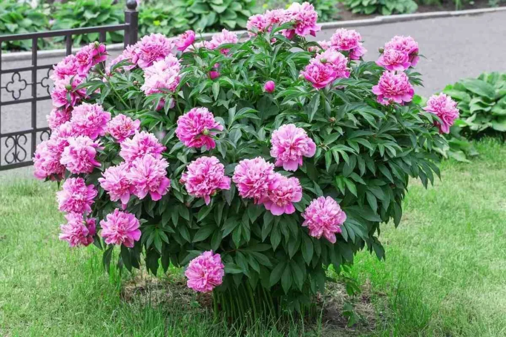 A pink Peony, whose flowers and bark can cause mild stomach upset in dogs