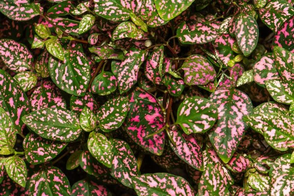 The pink and green leaves of a Polka Dot Plant, a fun and dog-safe plant for shady areas.