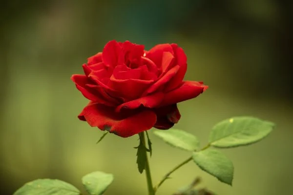  A beautiful red rose, an elegant and traditional flower that is non-toxic to dogs