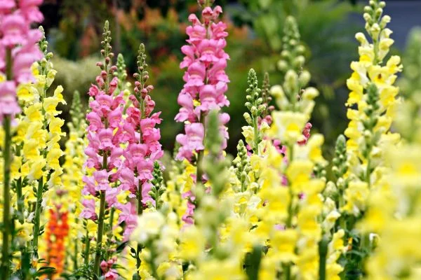 A stalk of colorful snapdragon flowers, a fun and whimsical addition to a dog-safe garden.]