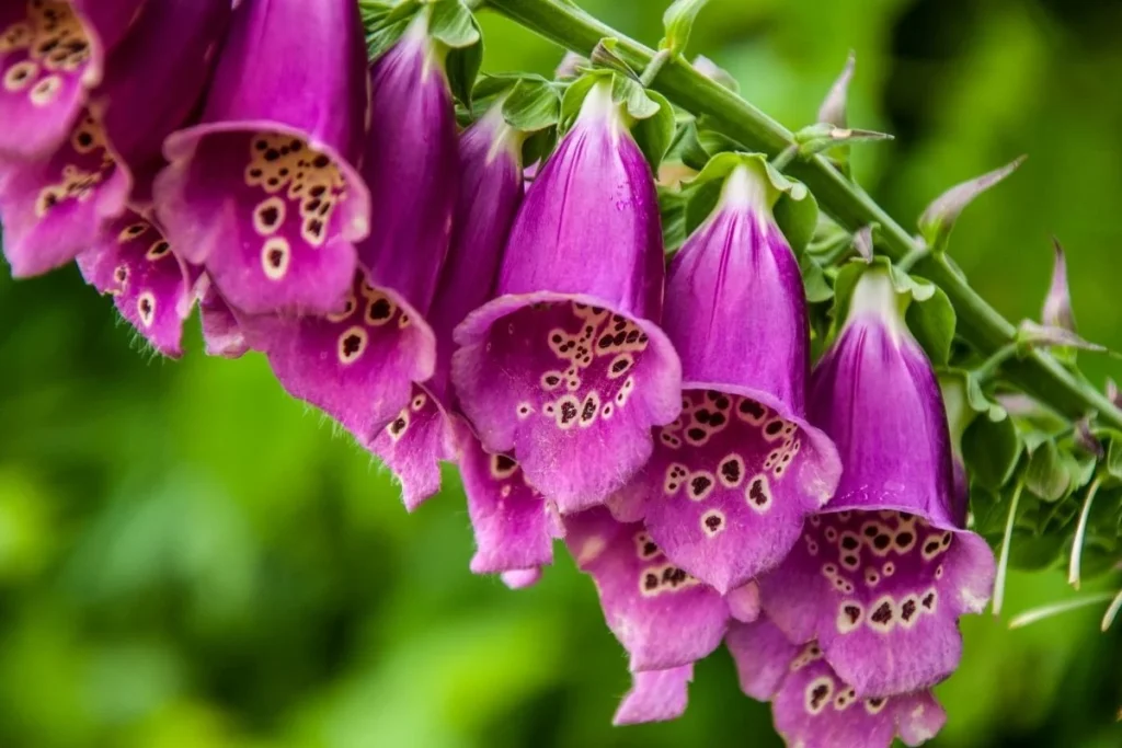 A stalk of purple Foxglove, which is highly toxic and affects a dog's heart.