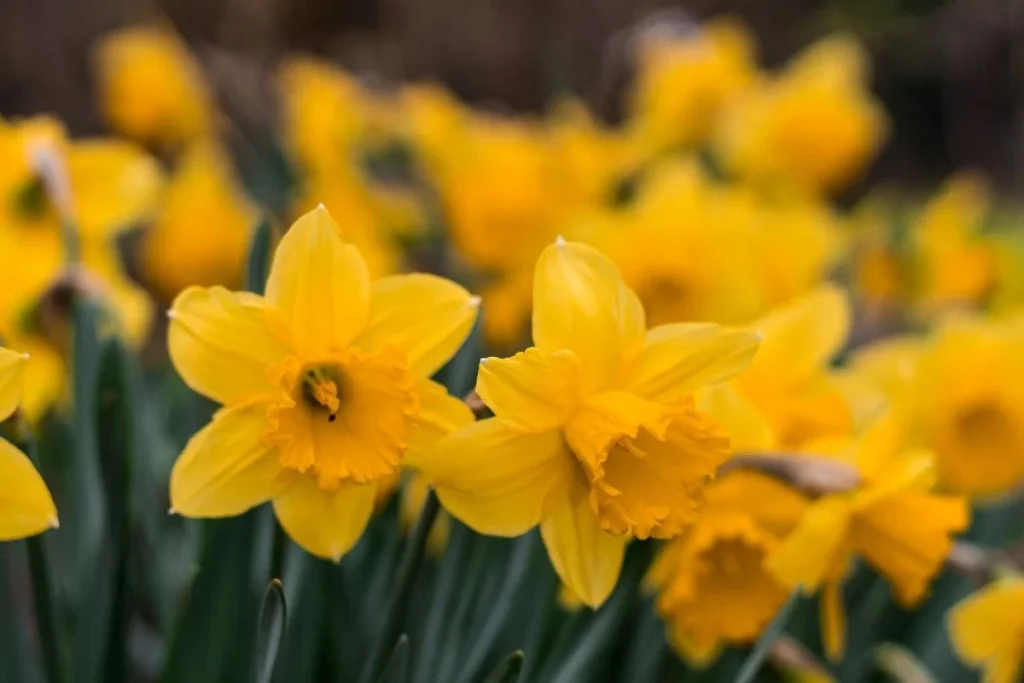 Yellow daffodils, the bulbs of which are extremely toxic to dogs