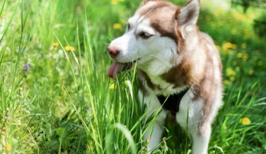he Ultimate Guide to 25+ Toxic Plants for Dogs