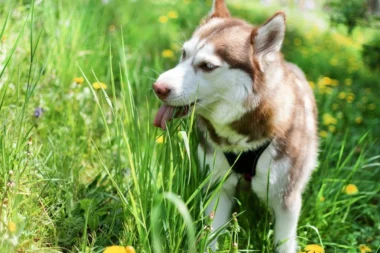 he Ultimate Guide to 25+ Toxic Plants for Dogs