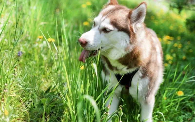 he Ultimate Guide to 25+ Toxic Plants for Dogs