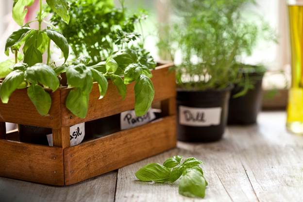 A healthy basil plant in a pot, a popular and fragrant herb that is safe for dogs.