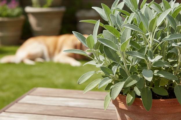 A sage plant with its soft, grey-green leaves, a fragrant and dog-safe herb.