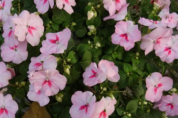 Pink and white impatiens, a classic shade-loving flower that is non-toxic for dogs.