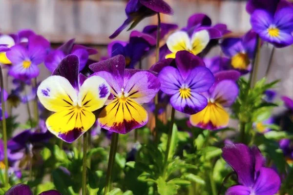 Colorful pansies, a cool-weather flower that is completely non-toxic to dogs.