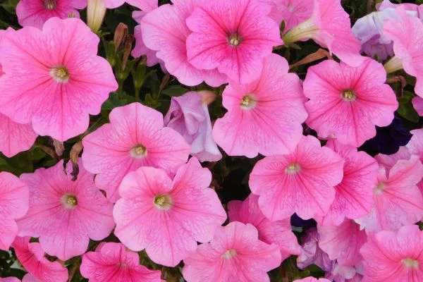 A cascade of pink petunias, a popular and versatile annual that is safe for dogs.
