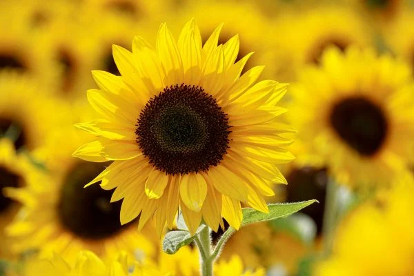 A bright yellow sunflower, a classic and cheerful flower that is completely safe for dogs.